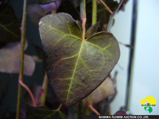 Hedera helix FeibeeBrown.jpg